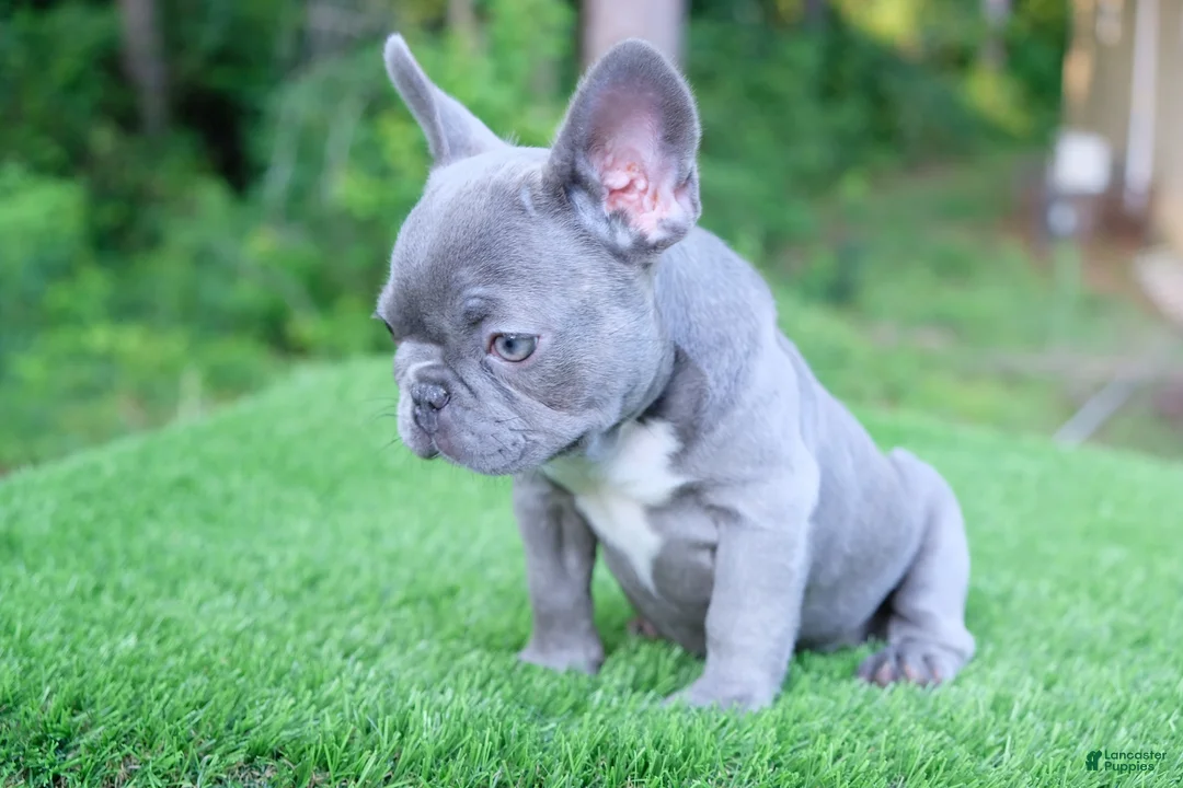 French Bulldog dogs for sale: French Bulldog 3 - Ad 1