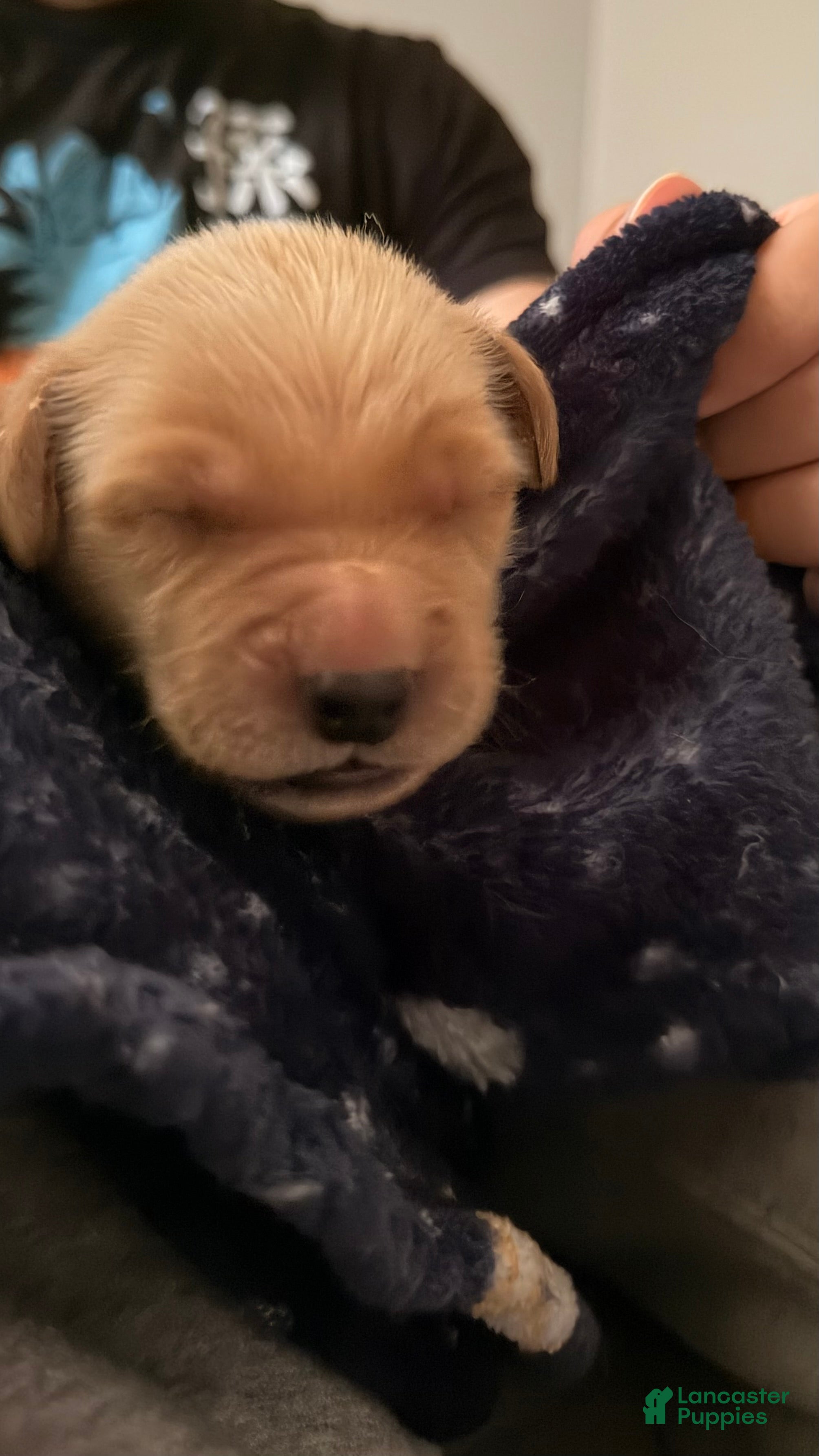 Golden Retriever dogs Brick Red - Ad 1