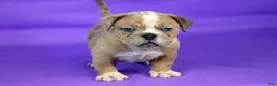 American Bully dogs for sale: Fawn Merle Female - Ad 7