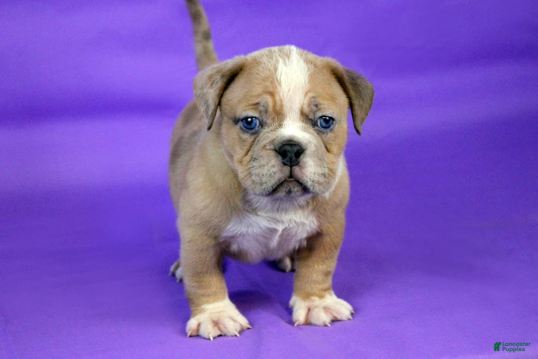 American Bully dogs for sale: Fawn Merle Female - Ad 7