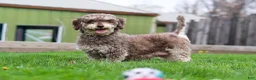 Mixed Breed dogs for sale: Pumpkin - Ad 7
