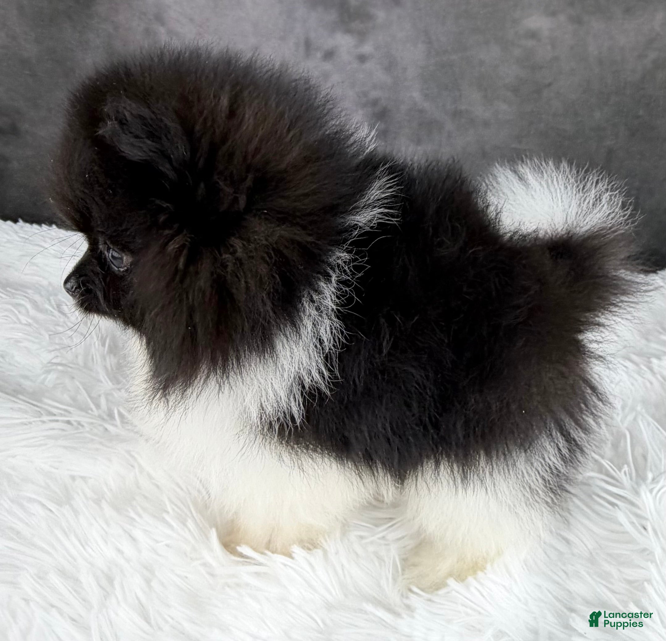 Pomeranian dogs Hope AKC - Ad 13