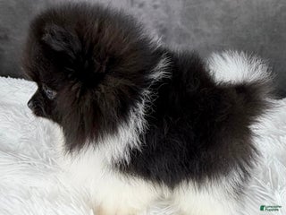 Pomeranian dogs Hope AKC - Ad 36
