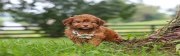 Shihpoo dogs for sale: Waffles - Ad 4