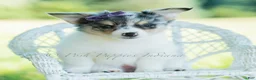 Chihuahua dogs for sale: Sunflower - Ad 2