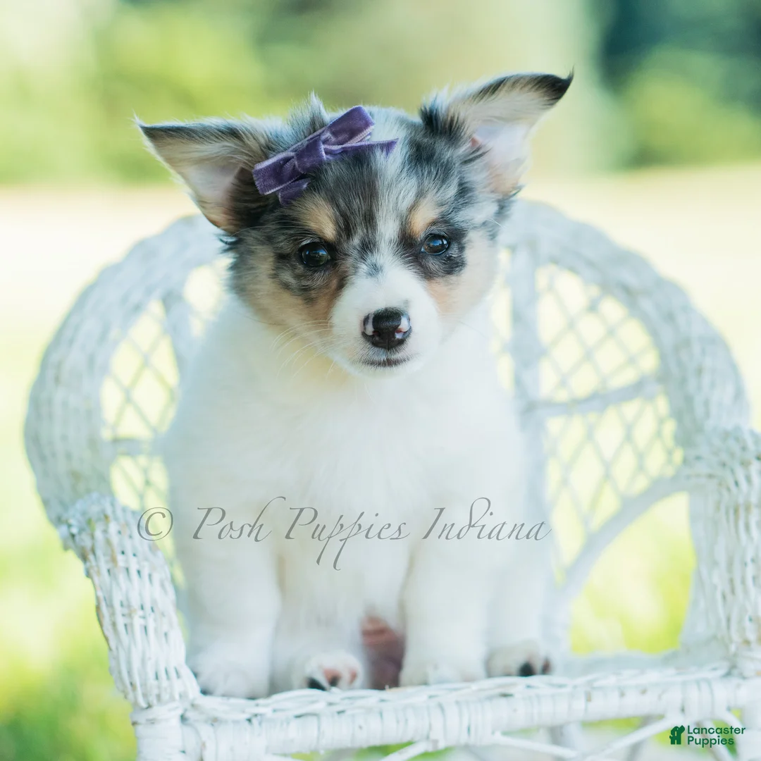 Chihuahua dogs for sale: Sunflower - Ad 2