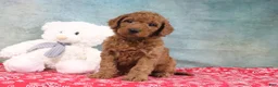 Mini Goldendoodle dogs for sale: Daffodil - Ad 2