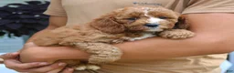 Cavapoo dogs for sale: Bentley  - Ad 3