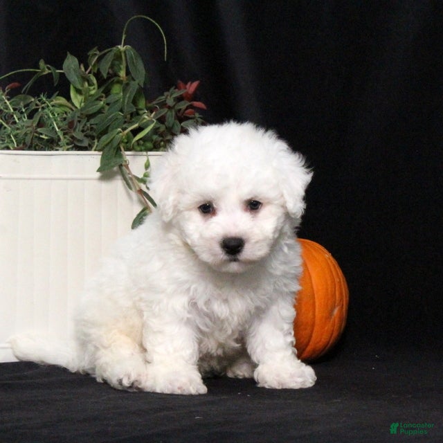 Lucky (Bichon Frise, Male) in Manheim, PA