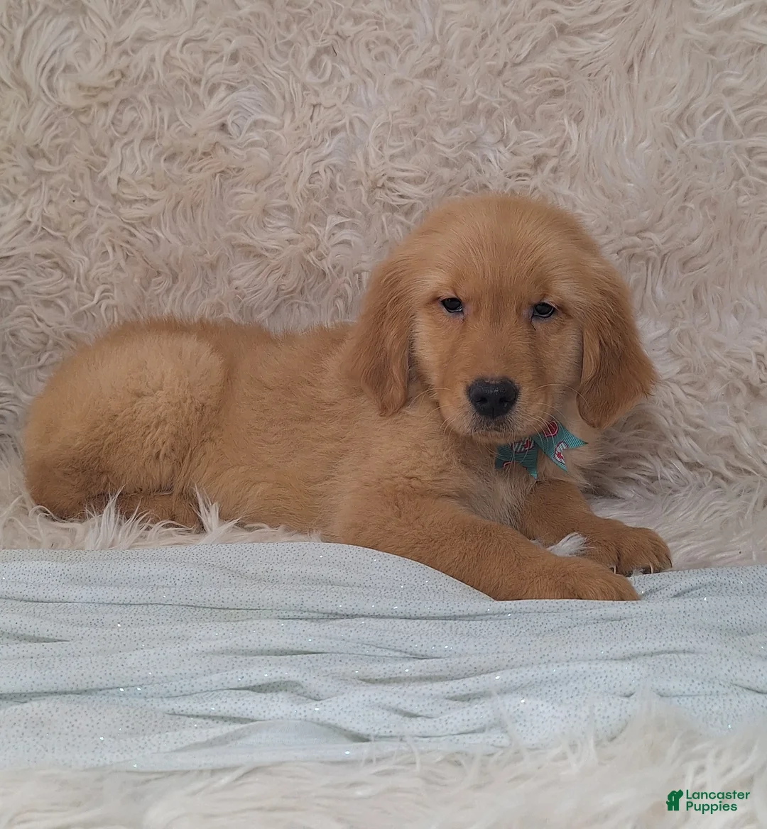 Golden Retriever dogs for sale: Phoenix - Ad 2