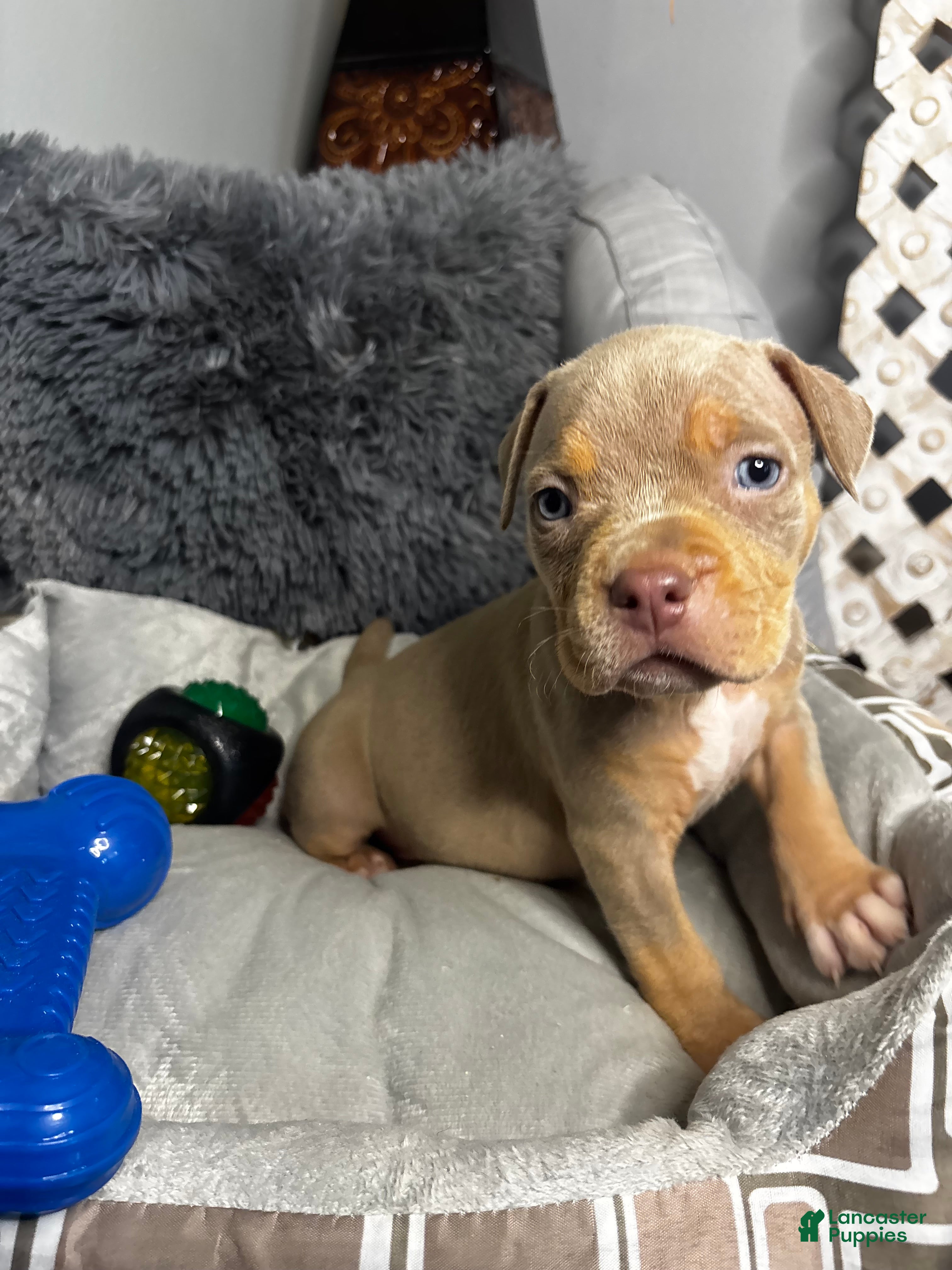 American Bully dogs Female 3 – Luxe (Lilac Tri) - Ad 30