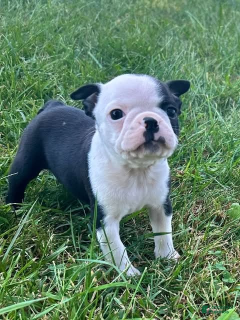 Boston Terrier dogs Ursa - Ad 2