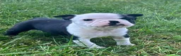 Boston Terrier dogs for sale: Ursa - Ad 2