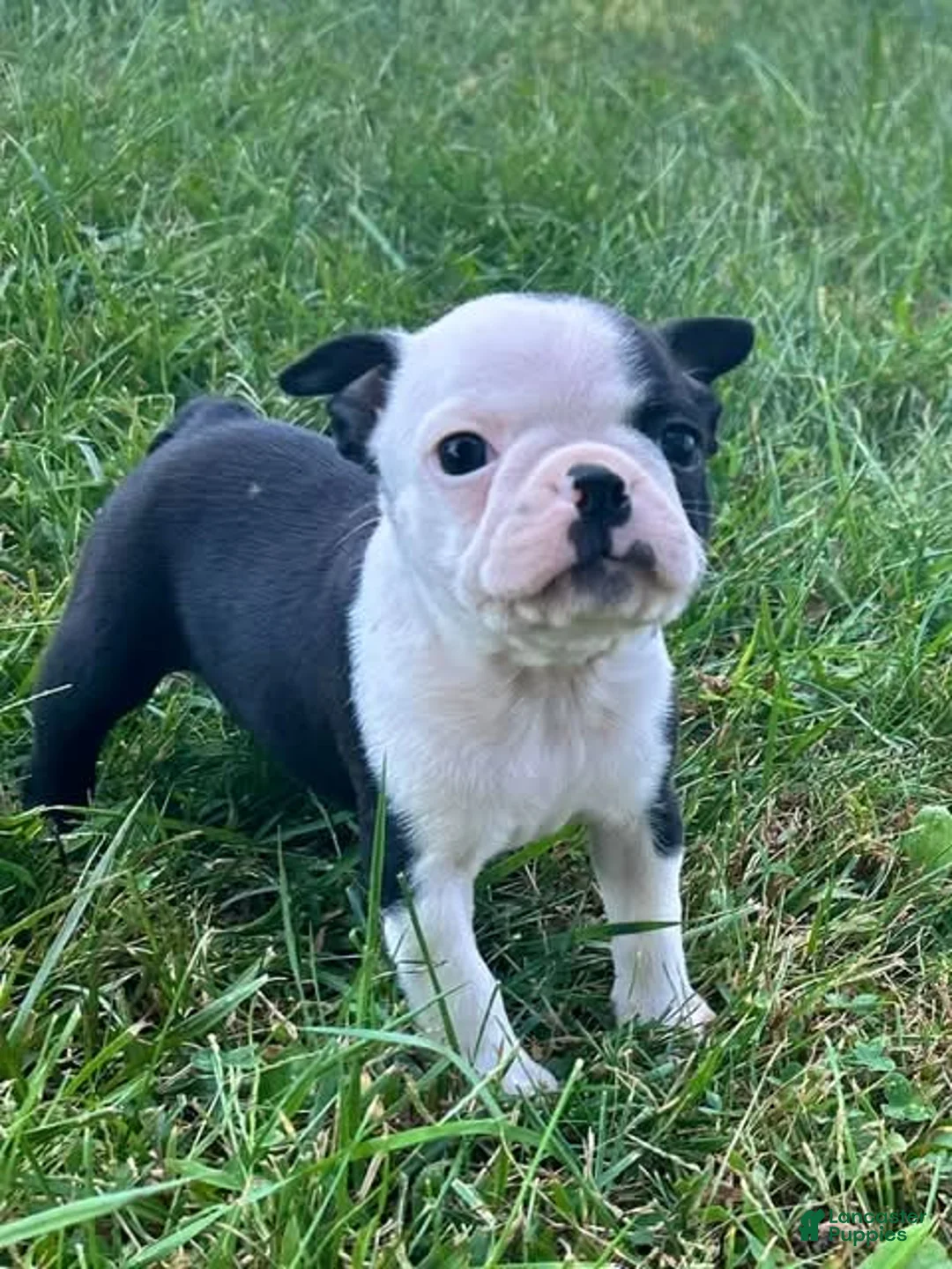 Boston Terrier dogs for sale: Ursa - Ad 2