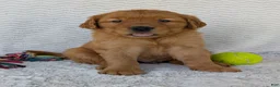 Golden Retriever dogs for sale: Porter  - Ad 18