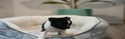 Boston Terrier dogs for sale: Perfect - Ad 8