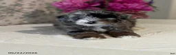 Mini Sheepadoodle dogs for sale: Bella   - Ad 11