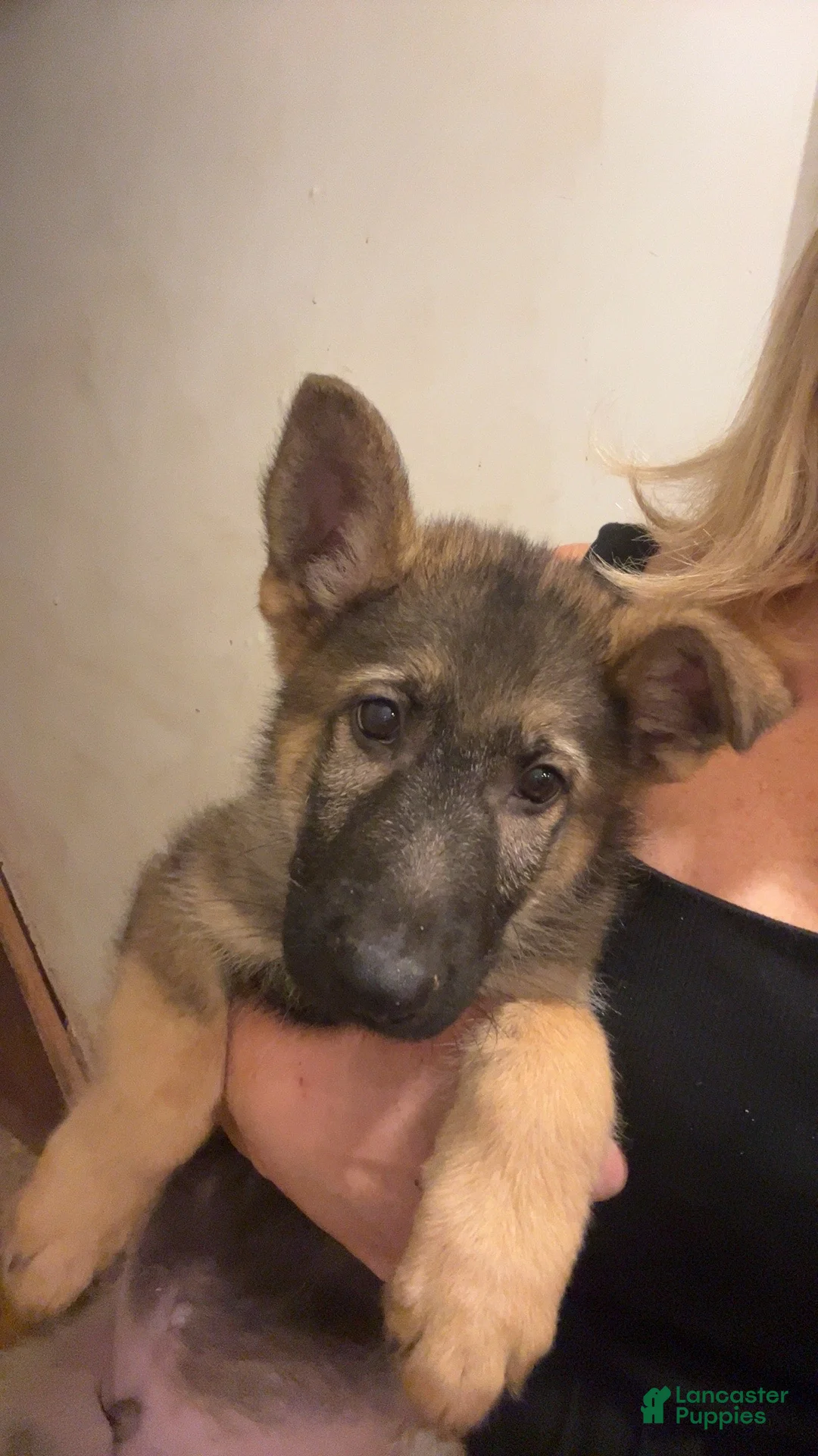 German Shepherd dogs for sale: German Shepherd 1 - Ad 1
