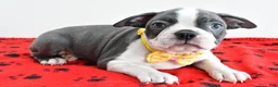 Boston Terrier dogs for sale: Ian - Ad 7