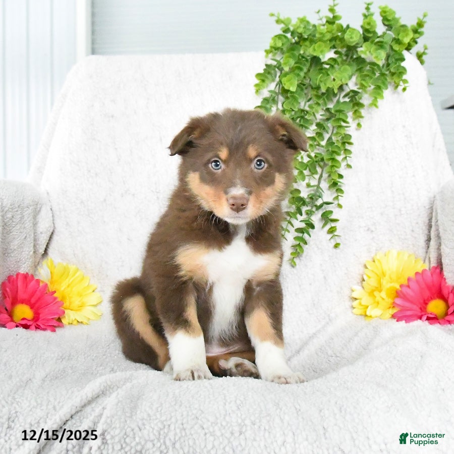 Border Collie dogs Lucky - Ad 2