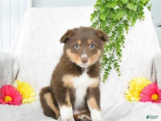 Border Collie dogs Lucky - Ad 31