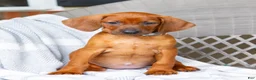 Redbone Coonhound dogs for sale: Briar - Ad 3