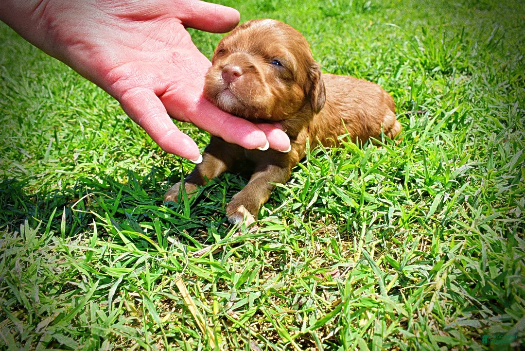 Havapoo dogs for sale: Presto - Ad 1