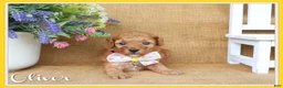 Miniature Poodle dogs for sale: Oliver - Ad 1