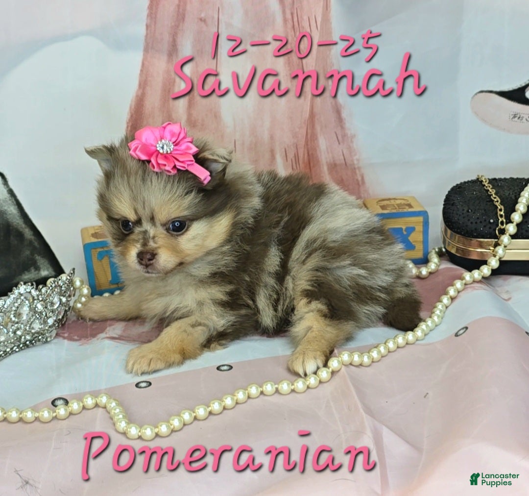 Pomeranian dogs Savannah Pomeranian Puppy 2 - Ad 6