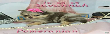 Savannah Pomeranian Puppy 2