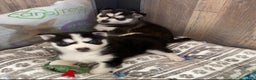 Pomsky dogs for sale: Twizzle - Ad 3