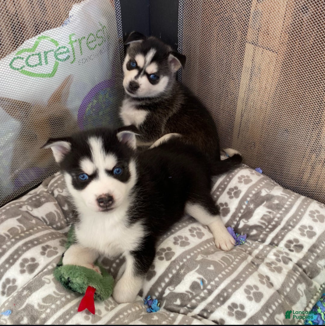 Pomsky dogs for sale: Twizzle - Ad 3