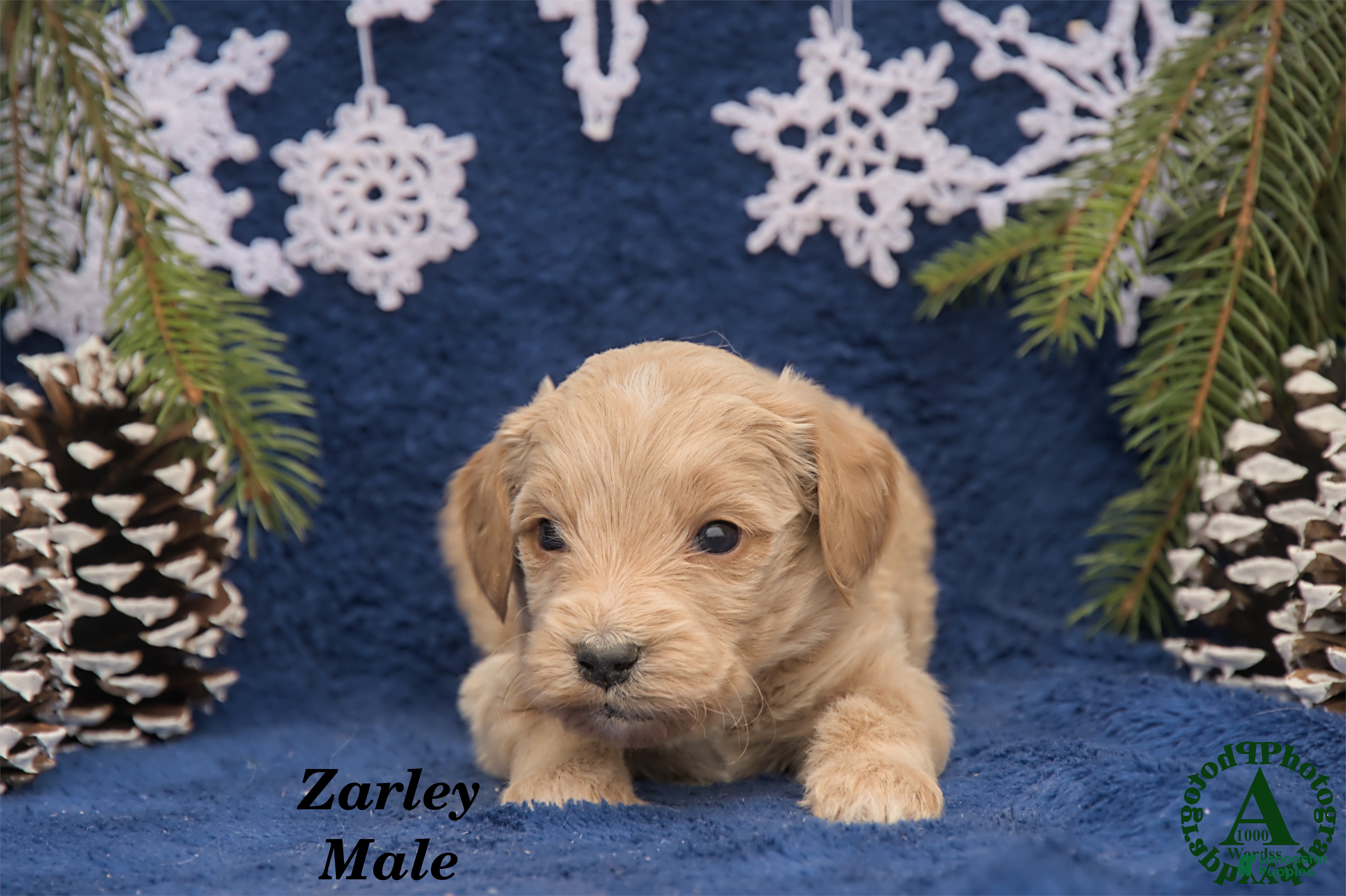Mini Goldendoodle dogs Zarley - Ad 2