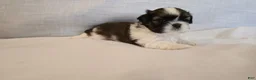 Shih Tzu dogs for sale: Bam - Ad 3