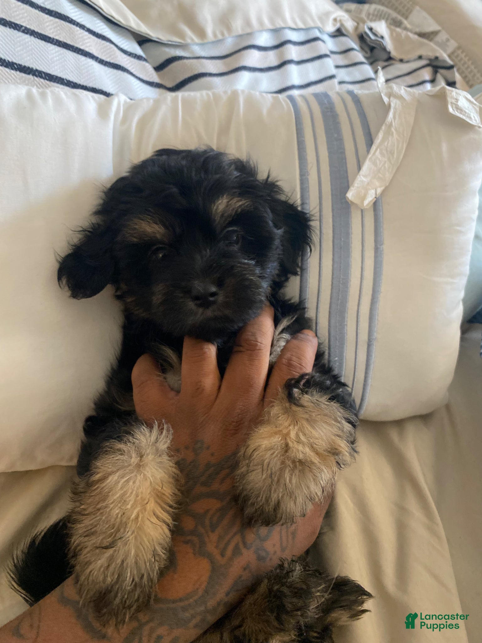 Maltipoo dogs Maltipoo Puppy 3 - Ad 2