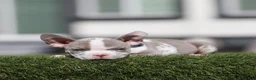 American Bully dogs for sale: American Bully 4 - Ad 2