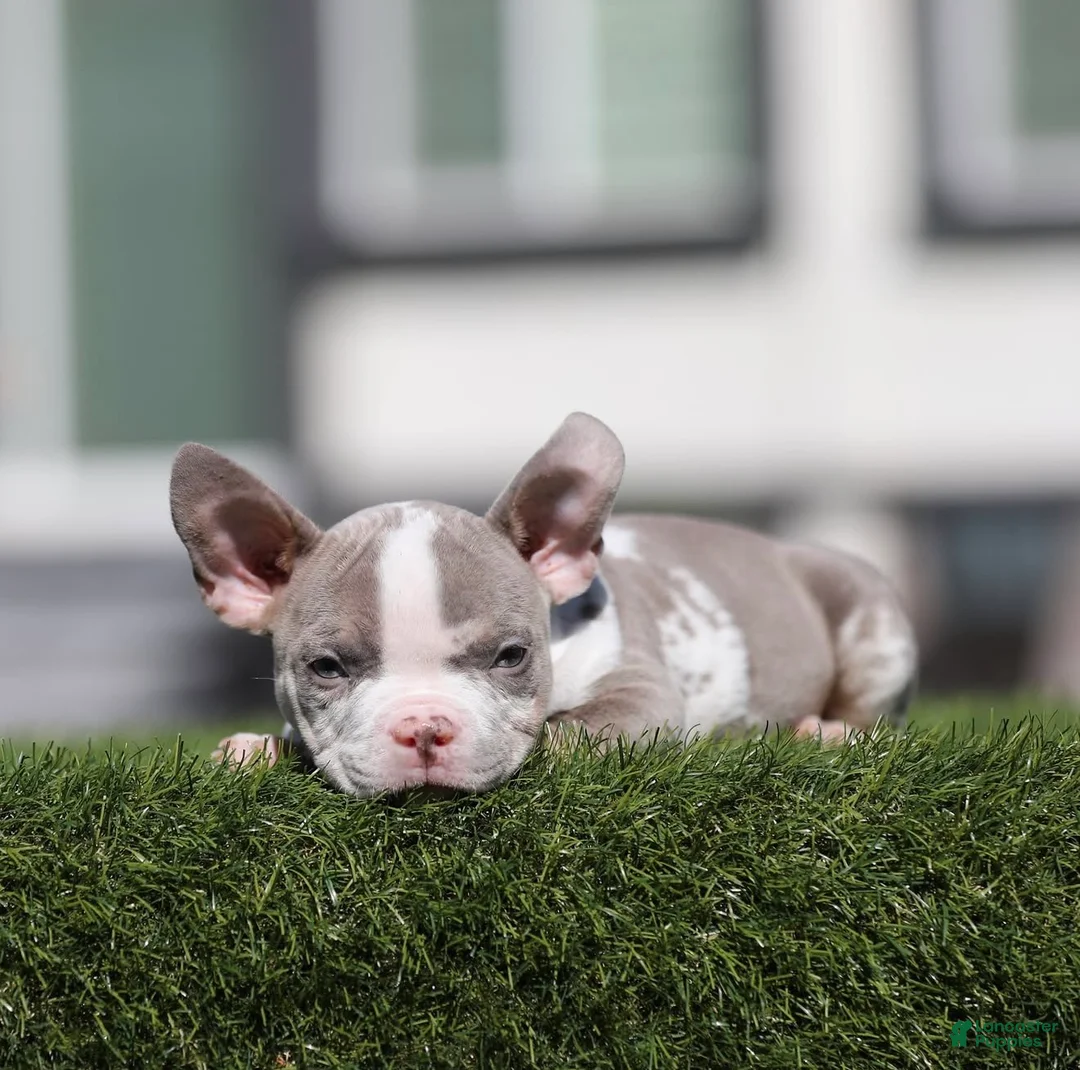 American Bully dogs for sale: American Bully 4 - Ad 2