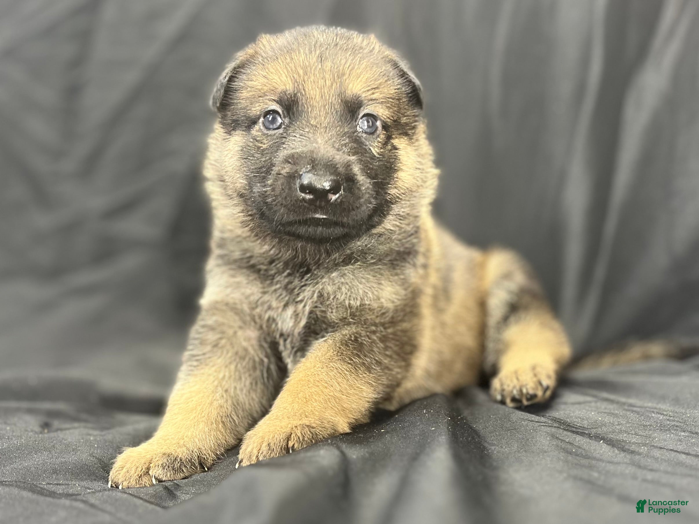 German Shepherd dogs Gunner - Ad 2