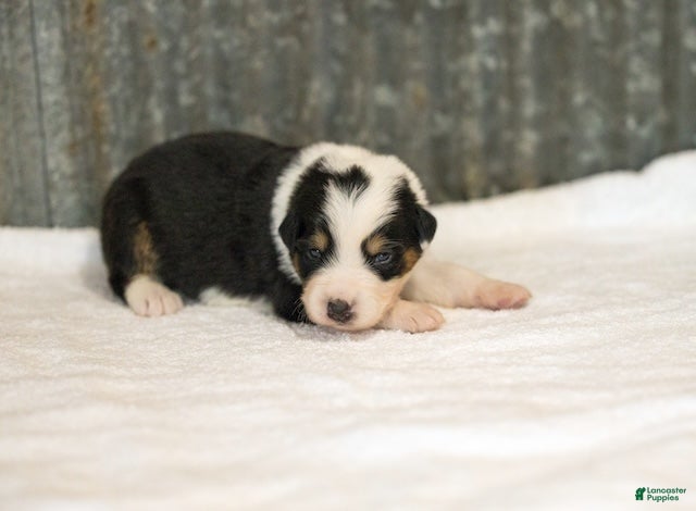 Miniature Australian Shepherd dogs Lathan Miniature Australian Shepherd Puppy  - Ad 2