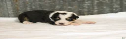 Miniature Australian Shepherd dogs for sale: Lathan Miniature Australian Shepherd Puppy  - Ad 2