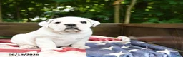 Olde English Bulldogge dogs for sale: Scooter - Ad 4