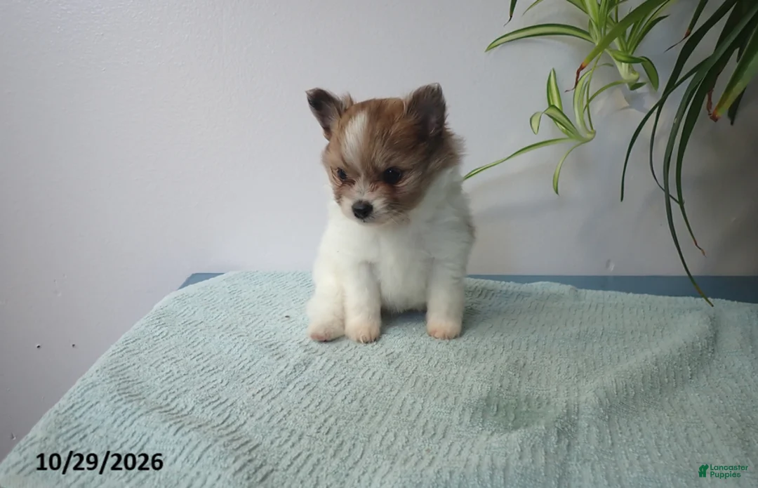 Pomeranian dogs for sale: Lovely - Ad 2