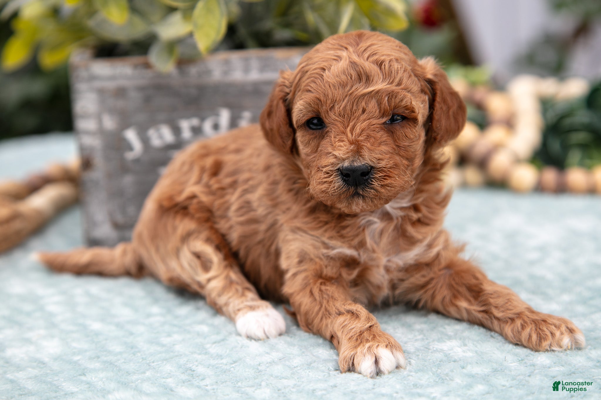 Miniature Poodle dogs Oscar - Ad 11