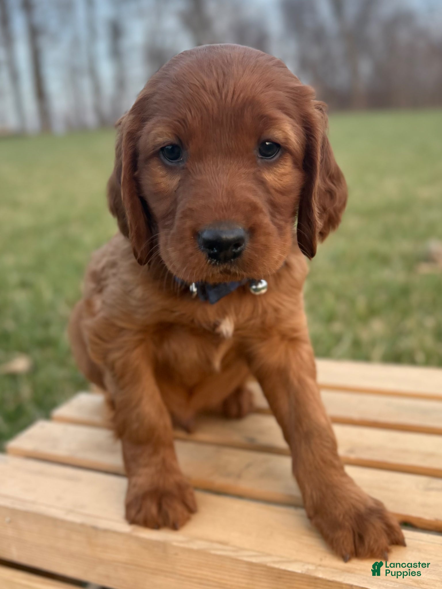 Irish Setter dogs Frederick  - Ad 2