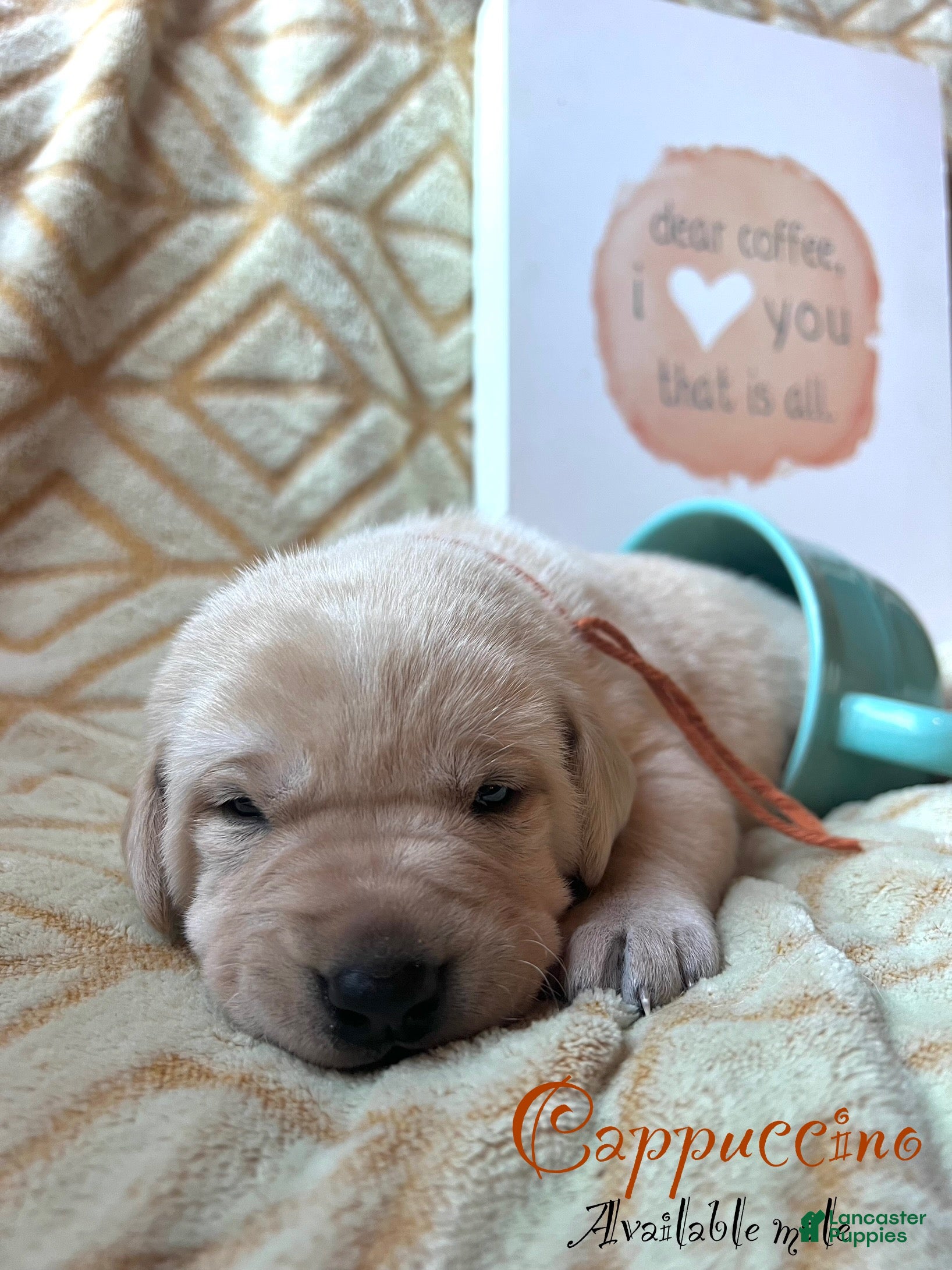 Labrador Retriever dogs Cappuccino  - Ad 11