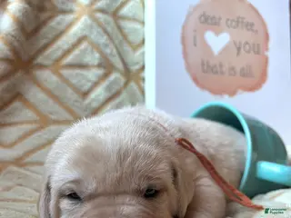 Labrador Retriever dogs Cappuccino - Ad 11