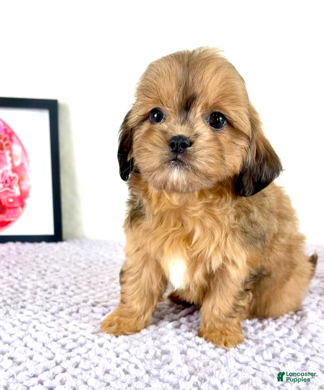 Shihpoo dogs for sale: Gretchen - Ad 1