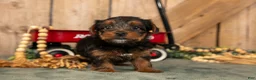 Yorkshire Terrier dogs for sale: Keisha - Ad 3
