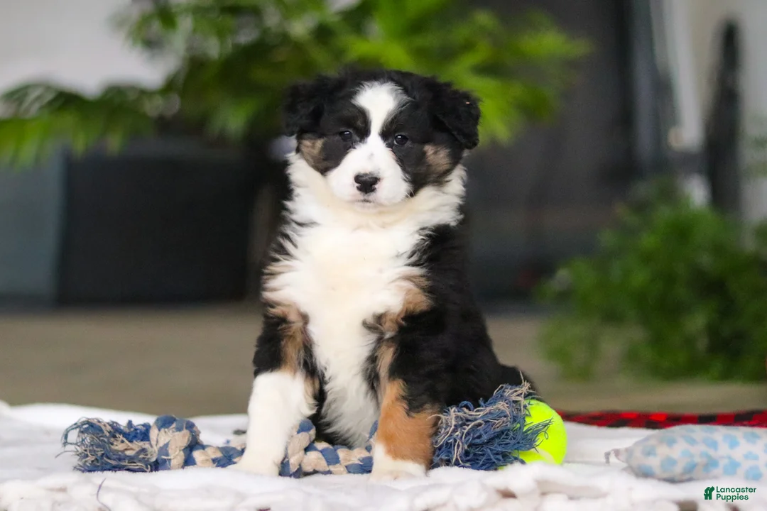 Australian Shepherd dogs for sale: Moxy - Ad 2