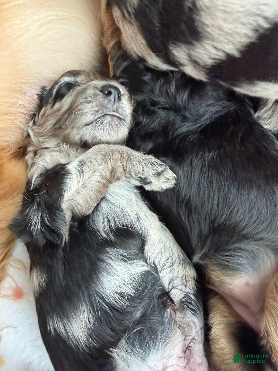 Mini Goldendoodle dogs for sale: Pink female Goldendoodle 6 - Ad 2